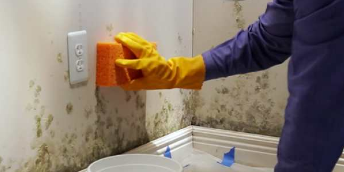 Should You Remove Mold Yourself Should You Remove Mold Yourself