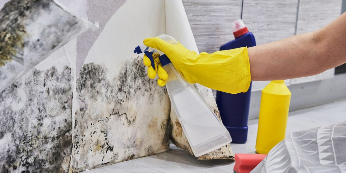 What Does Mold Need to Grow What Does Mold Need to Grow